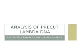 RESTRICTION ENZYMES & GEL ELECTROPHORESIS ANALYSIS OF PRECUT LAMBDA DNA.