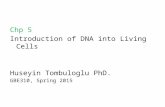 Chp 5 Introduction of DNA into Living Cells Huseyin Tombuloglu PhD. GBE310, Spring 2015.