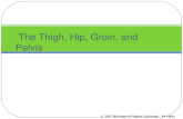 The Thigh, Hip, Groin, and Pelvis © 2007 McGraw-Hill Higher Education. All rights reserved.