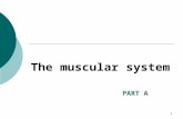 The muscular system PART A 1. Interactions of Skeletal Muscles  Skeletal muscles work together or in opposition  Muscles only pull (never push)  As.