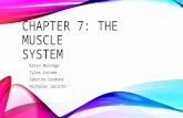 CHAPTER 7: THE MUSCLE SYSTEM Karyn Borrego Tyler Correa Sabrina Cardona Nicholas Jacinto.