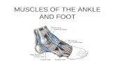 MUSCLES OF THE ANKLE AND FOOT. Ankle and Foot Muscles Extrinsic and Intrinsic muscles Extrinsic muscles –Anterior muscle cause dorsal flexion –Posterior.