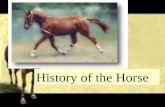 History of the Horse. Evolution of the Horse  Eohippus  Earliest ancestor to our present horse  Small primitive horse about the size of a fox  Elongated.