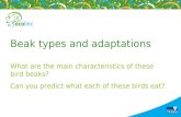 Beak types and adaptations What are the main characteristics of these bird beaks? Can you predict what each of these birds eat?