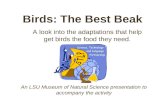 Birds: The Best Beak A look into the adaptations that help get birds the food they need. An LSU Museum of Natural Science presentation to accompany the.