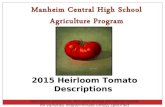 2015 Heirloom Tomato Descriptions Descriptions and pictures from seed catalogs and internet sources All varieties indeterminate unless specified.