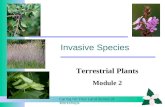 Caring for Your Land Series of Workshops Invasive Species Terrestrial Plants Module 2.