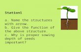 Station1 a. Name the structures with arrow. b. Give the function of the above structure. c. Why is proper sowing depth of seeds important?