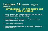 Lecture 11 General med_2nd semester Development of the heart and blood vessels Blood islands and constitution of the primitive blood circulation in the.