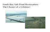 South Bay Salt Pond Restoration-- The Chance of a Lifetime!