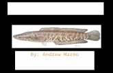 By: Andrew Marmo NORTHERN SNAKEHEAD CHANNA ARGUS.