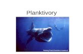 Planktivory. Suspension feeders: Animals that process large quantities of water through a feeding apparatus (gill rakers, baleen). Gill rakers trap particles.