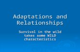 Adaptations and Relationships Survival in the wild takes some WILD characteristics.