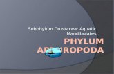 Subphylum Crustacea: Aquatic Mandibulates. Diversity  Over 67,000 species worldwide Live in aquatic environments (both ocean and freshwater) Can burrow,
