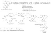 Opiates: morphine and related compounds Precursor is formed by combining two C 6 C 2 units, both originating from tyrosine Focus: pieces/precursors key.
