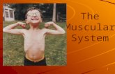 The Muscular System 1. Muscles are responsible for all types of body movement Three basic muscle types are found in the body –Skeletal muscle –Cardiac.