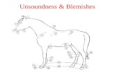 Unsoundness & Blemishes. Definitions Unsoundness –Any deviation in structure or function that interferes with a horse's intended use or performance Blemishes.