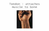 Tendon : attaches muscle to bone. Fascia : encloses muscles and separates them into groups.