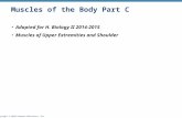 Copyright © 2010 Pearson Education, Inc. Muscles of the Body Part C Adapted for H. Biology II 2014-2015 Muscles of Upper Extremities and Shoulder.