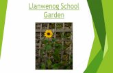 Llanwenog School Garden. Here is a sunflower that the infants made out of sticks and dandilions.