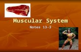 Muscular System Notes 13-3. Muscular System has many functions: Movement Movement Body temperature Body temperature Posture Posture Food source Food source.