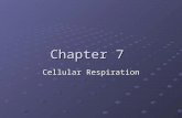 Chapter 7 Cellular Respiration. Section 1: Glycolysis and Fermentation Objectives: Identify the two major steps of cellular respiration Identify the two.