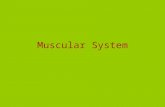 Muscular System. Muscles: Designed for Motion How Muscles are Classified Muscles – The three main types of muscles are skeletal, smooth, and cardiac –Voluntary.