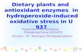 Dietary plants and antioxidant enzymes in hydroperoxide-induced oxidative stress in U 937 Presenter Miss Wantana Phookongchana 4311075 Advisor Dr Roongsiri.