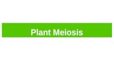 Plant Meiosis. Animals vs. Plants Plant ReproductionAnimal Reproduction Life cycle Alternation of generations No alternation of generations GametesHaploid.