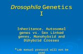 Drosophila Genetics I Inheritance, Autosomal genes vs. Sex Linked genes, Monohybrid and Dihybrid Crosses * Lab manual protocol will not be used.
