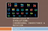 GENETICS & EVOLUTION: CHROMOSOMAL INHERITANCE & MUTATION Chapter 7.2.