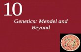 10 Genetics: Mendel and Beyond. 10.1 What Are the Mendelian Laws of Inheritance? People have been cross-breeding plants and animals for at least 5,000.