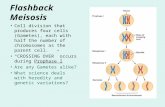 Flashback Meisosis Cell division that produces four cells (Gametes), each with half the number of chromosomes as the parent cell. “CROSSING OVER” occurs.