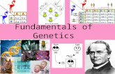 Fundamentals of Genetics. I. Introduction to Genetics 1. Gregor Mendel - “Father of Genetics” Austrian monk, teacher, scientist, gardener Formulated basic.