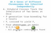 10.4 Genes of Different Chromosomes Are Inherited Independently A. Dihybrid Crosses Track the Inheritance of Two Genes at Once P generation true-breeding.