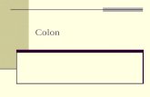 Colon. 1.5-1.8 meter long Parts Appendix Caecum Ascending colon Transverse colon Descending colon Sigmoid colon Rectum Anal Canal
