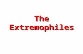 The Extremophiles. Typical conditions on Earth today are comfortable for typical present forms of life. Average Temperature - 20 to 36°C (-4 to 97°F)