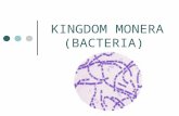 KINGDOM MONERA (BACTERIA). What makes this kingdom unique?  Most abundant organisms on Earth  Outnumber all other organisms combined  More in a handful.