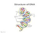 Structure of DNA Fig. 2.1.1. Proteins are synthesized by an interaction between DNA and RNA Fig. 2.1.2.