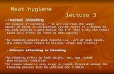 Meat hygiene lecture 3 Animal bleeding:- The purpose of bleeding: - to get rid from the large amount of blood in circulation system vastly it's remain.