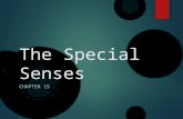The Special Senses CHAPTER 15. Unit Objectives  Classify Sense organs as special or general and explain the basic differences between the two groups.
