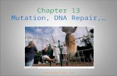 Chapter 13 Mutation, DNA Repair,… © John Wiley & Sons, Inc.
