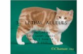 3. LETHAL ALLELES Compiled by Siti Sarah Jumali Level 3 Room 14 Ext 2123.