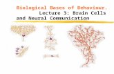 Biological Bases of Behaviour. Lecture 3: Brain Cells and Neural Communication.