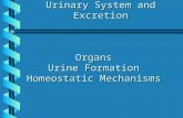 Urinary System and Excretion Organs Urine Formation Homeostatic Mechanisms.