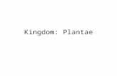 Kingdom: Plantae. Characteristics of Plants Eukaryotic Multicellular Carry out photosynthesis Cells have a cell wall made of cellulose Mostly land dwelling.