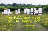 The Fall and Rise of The Honey Bee By Peter Loring Borst.