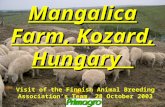 Mangalica Farm, Kozard, Hungary Visit of the Finnish Animal Breeding Association’s Team, 28 October 2003.