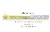 Mammals Learn all about these amazing creatures. By: Alissa Cattron