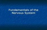 Fundamentals of the Nervous System. Three functions of the nervous system Three functions of the nervous system 1- sensory (afferent) input: sensory receptors.